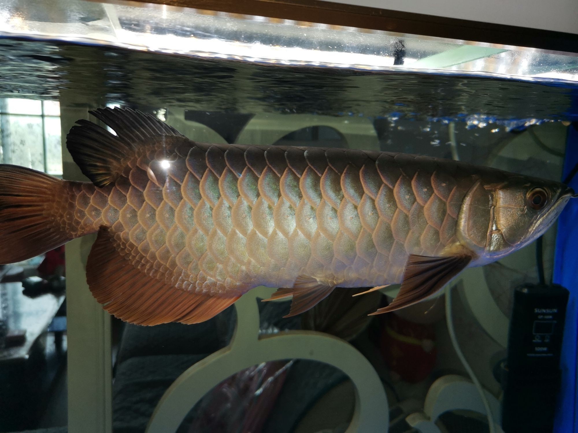 銀川觀賞魚(yú)市場(chǎng)到家十一個(gè)月（銀川觀賞魚(yú)市場(chǎng)發(fā)展）