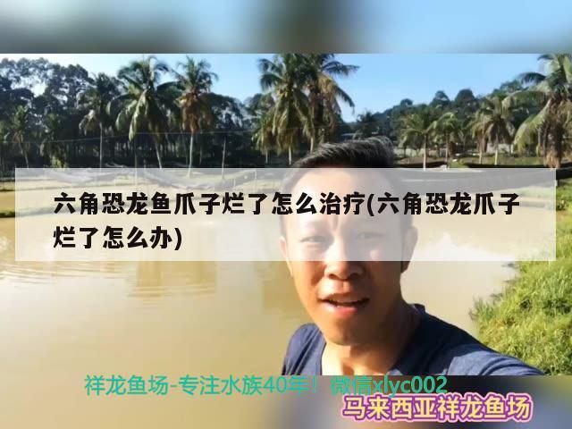 六角恐龍魚爪子爛了怎么治療(六角恐龍爪子爛了怎么辦)（六角恐龍魚爪子爛了怎么辦）