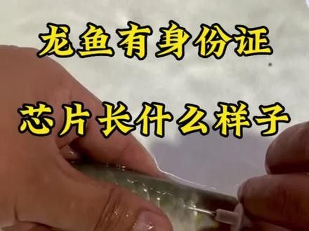 紅龍魚芯片價格是多少（紅龍魚價格多少錢一條）