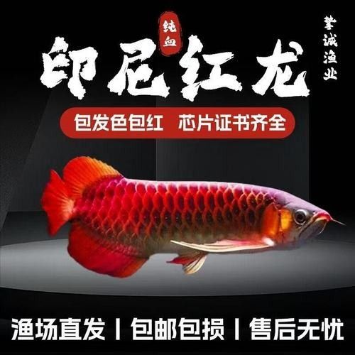 紅龍魚芯片價格是多少（紅龍魚價格多少錢一條）