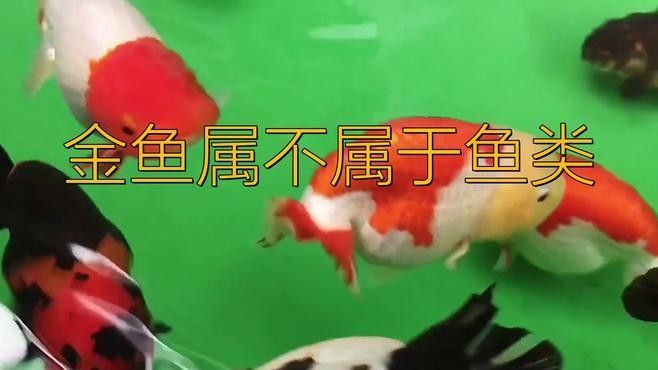 如何區分金龍魚和金魚？（養魚小藝，金龍魚種類詳解與鑒別方法）