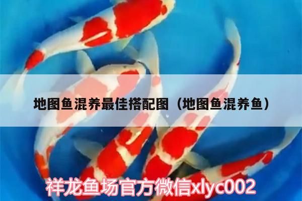 地圖魚混養最佳搭配圖（地圖魚混養魚）（地圖魚怎么混養）