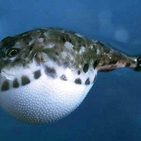哪些魚死后會(huì)產(chǎn)生毒素？（探討魚類死后產(chǎn)生的毒素這一問題需要了解的是）