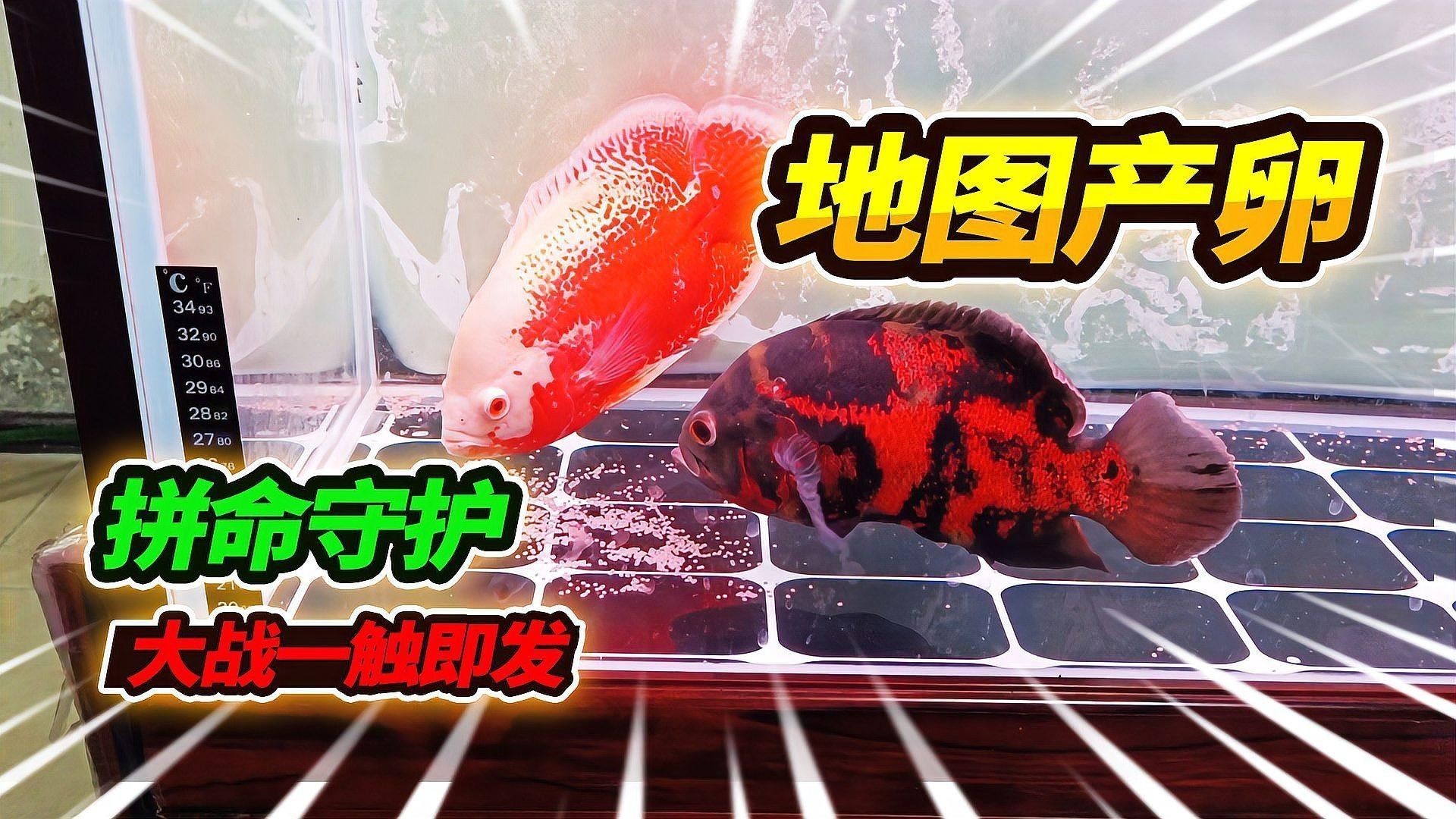 如何減少金龍魚和地圖魚的攻擊行為（極客汐潮,觀賞魚打架解決方案全指南）