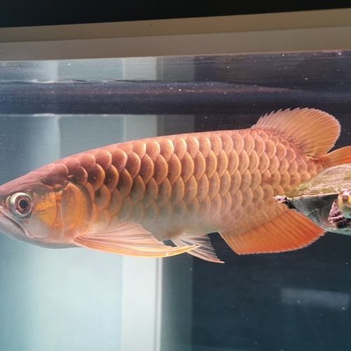 瓊山哪個水族館龍魚好?祥龍魚場龍魚(瓊山祥龍魚場) 龍魚百科 第4張 瓊山哪個水族館龍魚好?祥龍魚場龍魚(瓊山祥龍魚場) 瓊山哪個水族館龍魚好?祥龍魚場龍魚(瓊山祥龍魚場) 龍魚百科 第4張