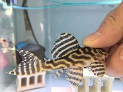 銀龍魚與鸚鵡魚混養好不好呀（關于銀龍魚與鸚鵡魚混養的問題）
