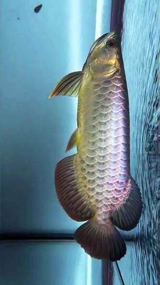 極品古典藍龍魚的價格是多少？（極品古典藍龍魚價格一般多少錢）