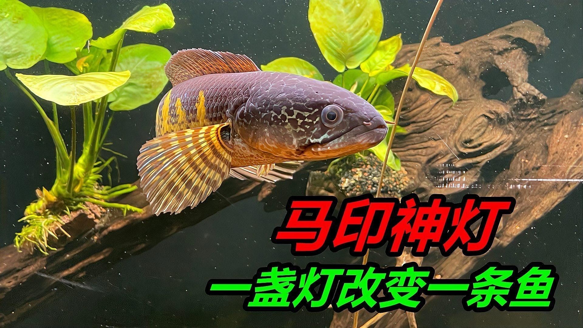 如何給奶茶雷龍魚發(fā)色（奶茶雷龍魚發(fā)色技巧）