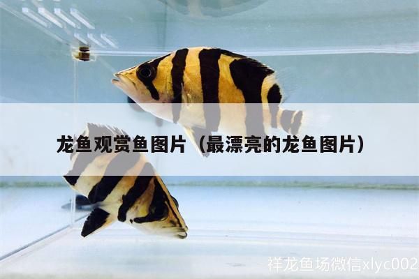 龍魚觀賞魚圖片（最漂亮的龍魚圖片）（龍魚觀賞魚圖片）