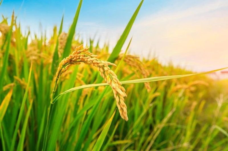 金龍魚央廚生態進展（金龍魚央廚生態項目）