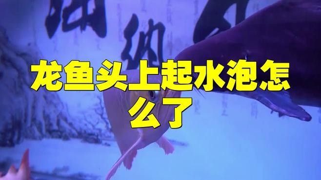 龍魚(yú)水泡病的癥狀有哪些（龍魚(yú)得了水泡病怎么辦）