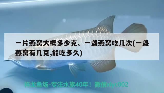 一片燕窩大概多少克、一盞燕窩吃幾次(一盞燕窩有幾克,能吃多久)（一片燕窩大概多少克、一盞燕窩吃幾次）