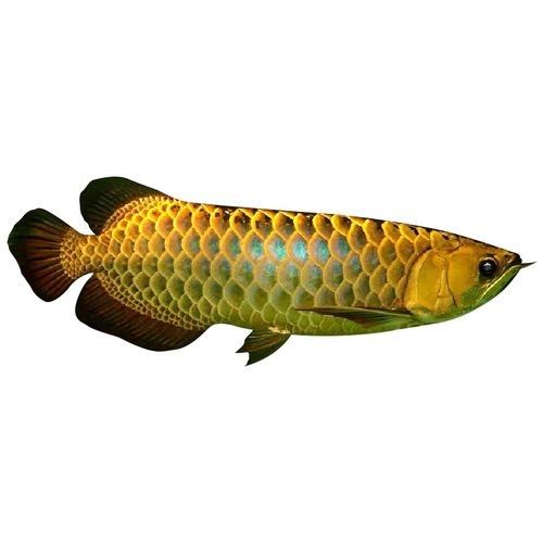 藍金龍魚的價格是多少？（純種藍金龍魚的價格受到其大小、健康狀況以及是否為純種）