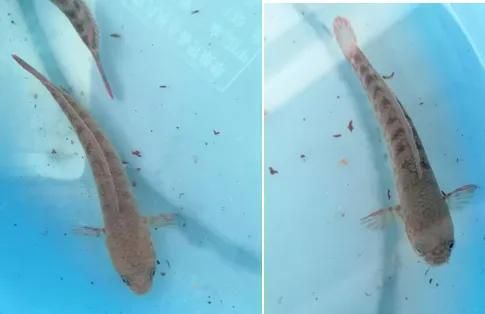 包含普通金魚的飼養方法的詞條（金魚的飼養方法）