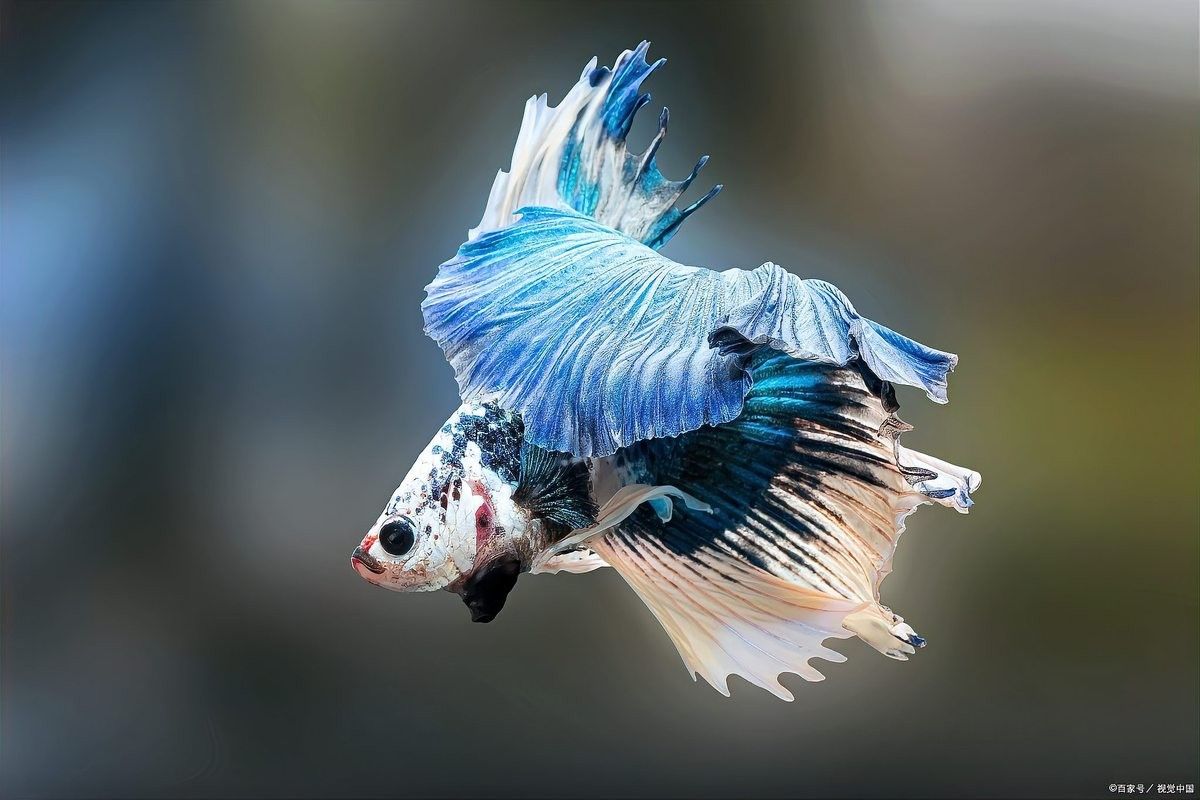 龍魚沉底游是冬眠嗎（龍魚為何“臥床不起”揭秘趴缸真相與解救秘籍）