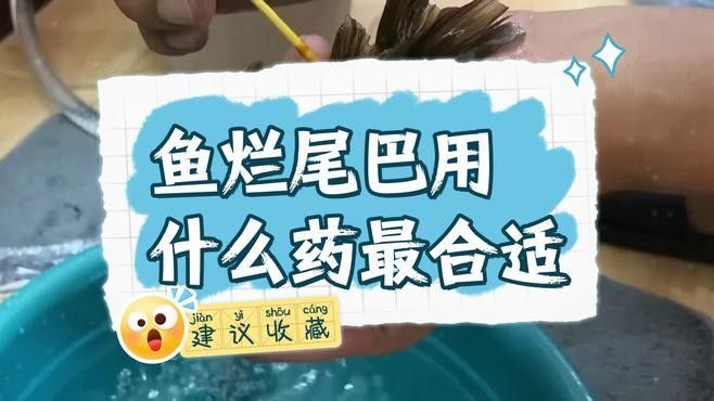 龍魚爛尾需要哪些藥物治療（治療龍魚爛尾的常用藥物） 龍魚爛尾需要哪些藥物治療（治療龍魚爛尾的常用藥物） 龍魚百科 第2張