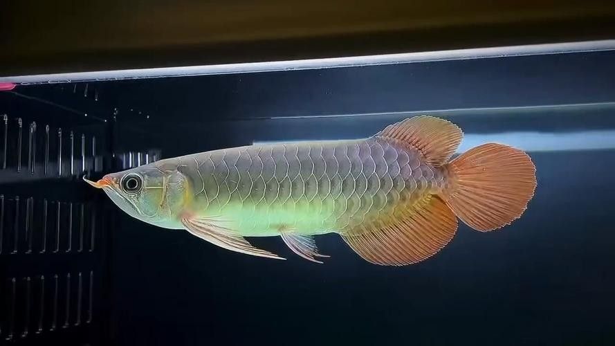 能推薦一些高清的紅龍魚圖片嗎（精選高清紅龍魚圖片推薦：陽光下更加鮮艷奪目，讓人無法移開視線）