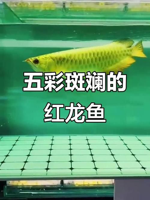 能推薦一些高清的紅龍魚圖片嗎（精選高清紅龍魚圖片推薦：陽光下更加鮮艷奪目，讓人無法移開視線）