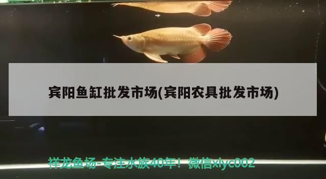 賓陽魚缸批發市場(賓陽農具批發市場)（南寧賓陽魚缸批發市場）