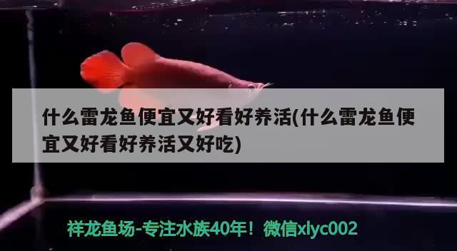 什么雷龍魚便宜又好看好養活(什么雷龍魚便宜又好看好養活又好吃)（什么雷龍魚便宜又好看好養活）