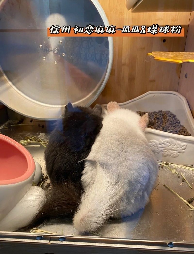 如何訓(xùn)練龍貓適應(yīng)放風(fēng)？（如何訓(xùn)練龍貓適應(yīng)放風(fēng)）