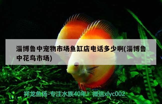淄博魯中寵物市場魚缸店電話多少啊(淄博魯中花鳥市場)（淄博魯中寵物市場、淄博魯中花鳥市場魚缸店電話多少啊）
