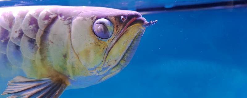 雷龍魚眼睛白膜病會傳染嗎？（雷龍魚眼睛白膜病是否會傳染）