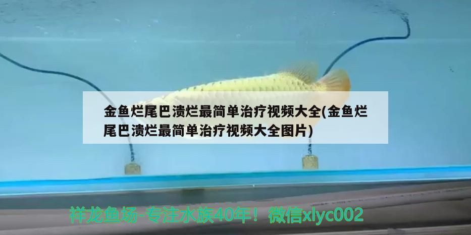 金魚爛尾巴潰爛最簡單治療視頻大全(金魚爛尾巴潰爛最簡單治療視頻大全圖片)（金魚爛尾巴潰爛最簡單治療）