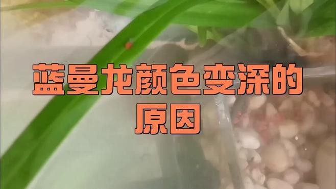 龍魚適應新水溫后多久會發(fā)色（魚生科技龍魚發(fā)色原理氧寵博士紅龍魚發(fā)色原理）