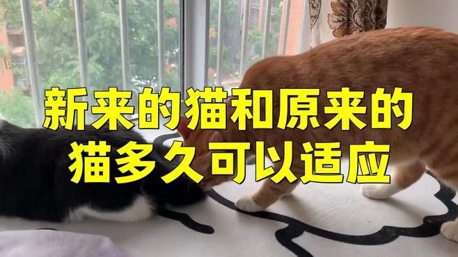 混養初期需要多長時間觀察（混養初期的觀察時間）