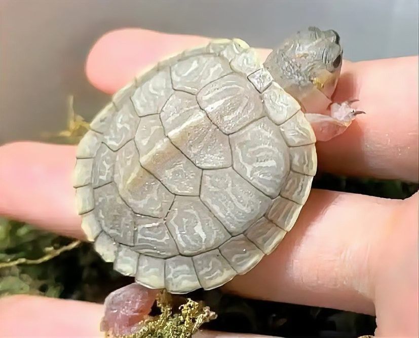 龜增色飼料多久喂一次合適？（烏龜增色飼料的喂食頻率）