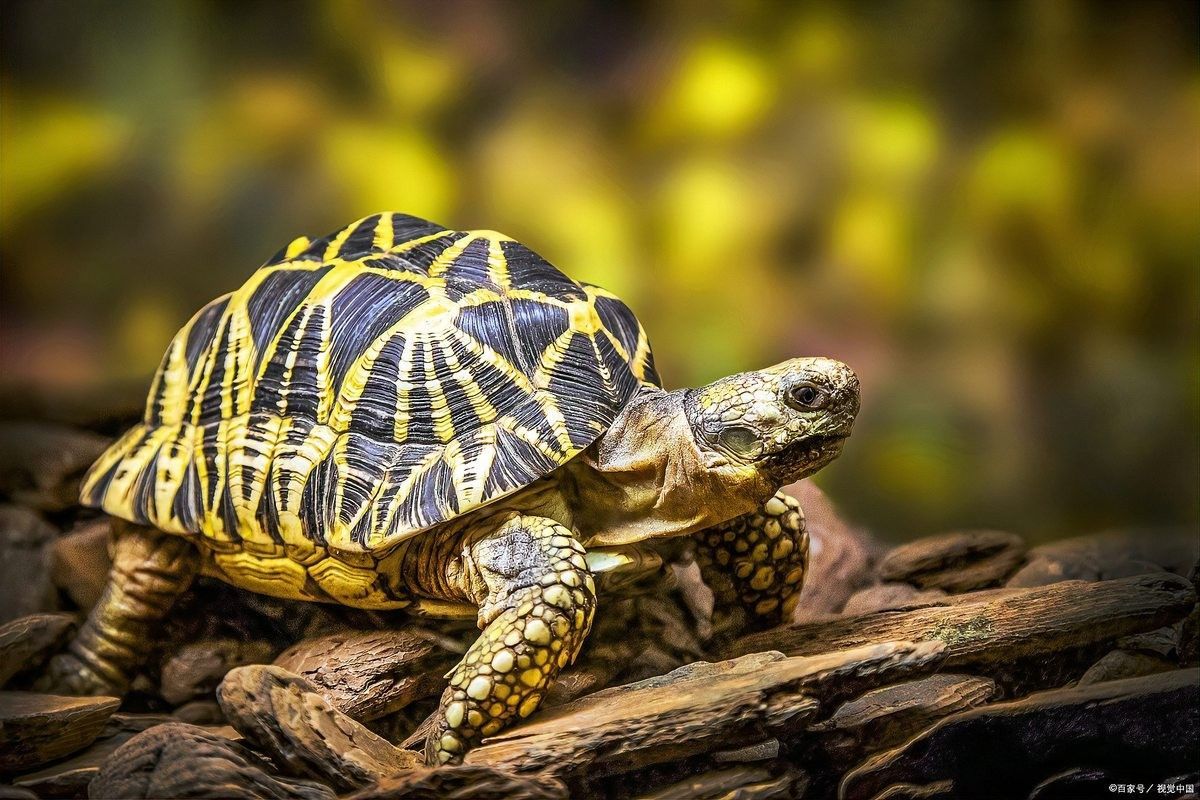 龜增色飼料多久喂一次合適？（烏龜增色飼料的喂食頻率）