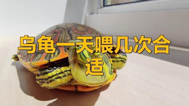 龜增色飼料多久喂一次合適？（烏龜增色飼料的喂食頻率）
