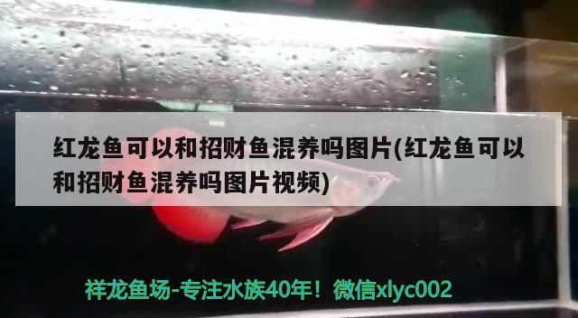 紅龍魚可以和招財魚混養嗎圖片(紅龍魚可以和招財魚混養嗎圖片視頻)（紅龍魚可以和招財魚混養嗎）