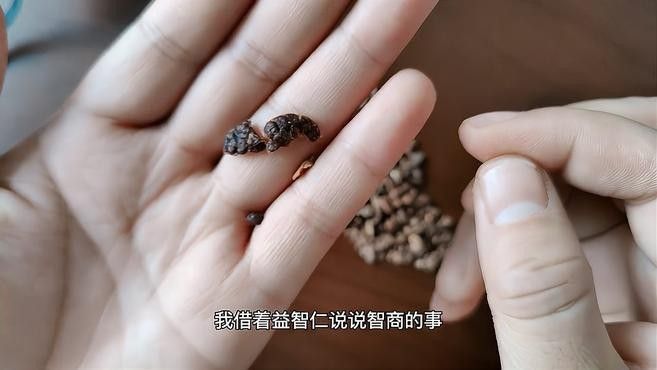 黃精和益智仁有哪些副作用？（中藥黃精和益智仁的副作用）