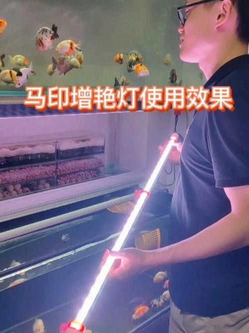 給我推薦幾款馬印的龍魚燈（推薦幾款馬印的龍魚燈）