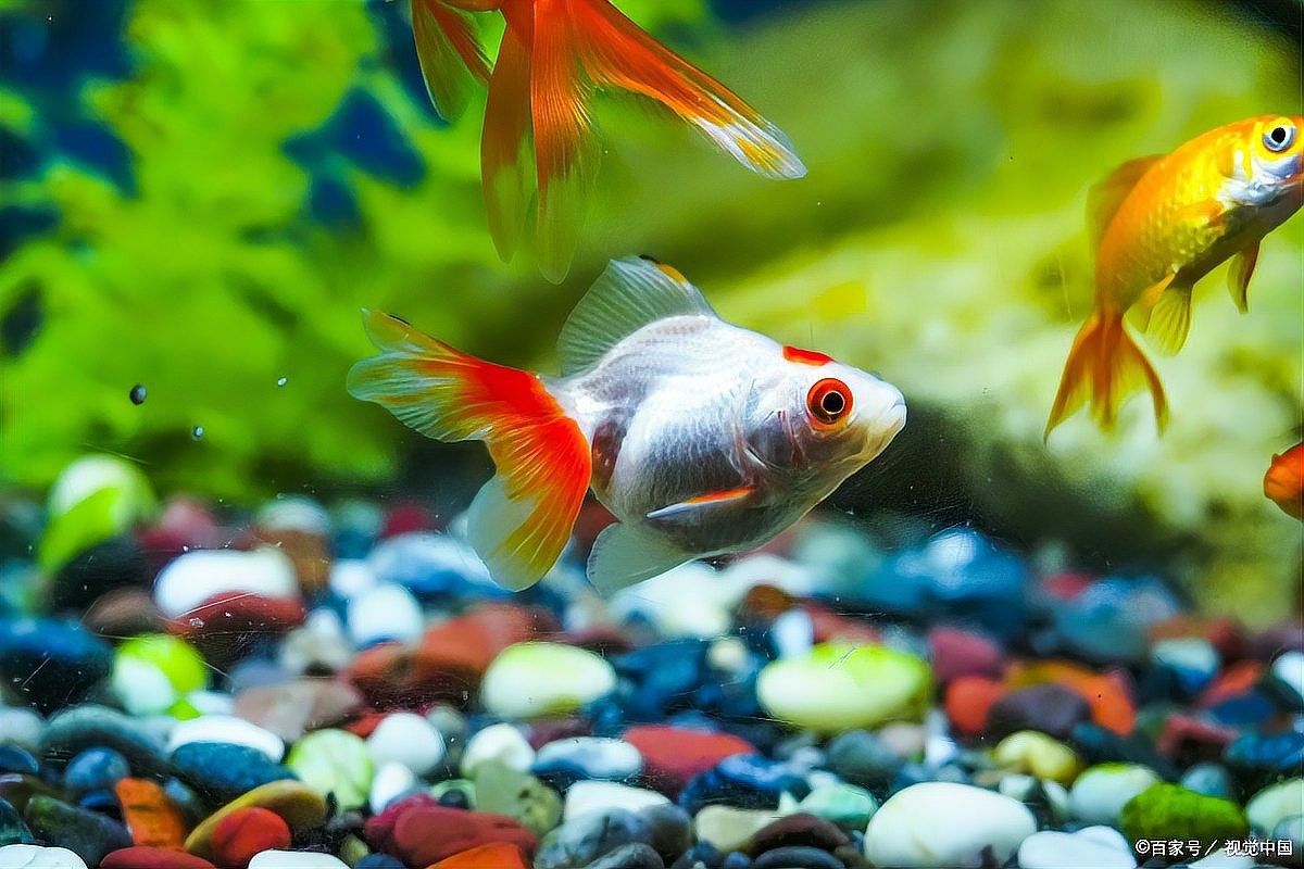 如何檢測(cè)水質(zhì)是否適合金龍魚？（金龍魚水質(zhì)檢測(cè)數(shù)值怎么看這幾個(gè)指標(biāo)正常才是養(yǎng)魚“黃金標(biāo)準(zhǔn)”）