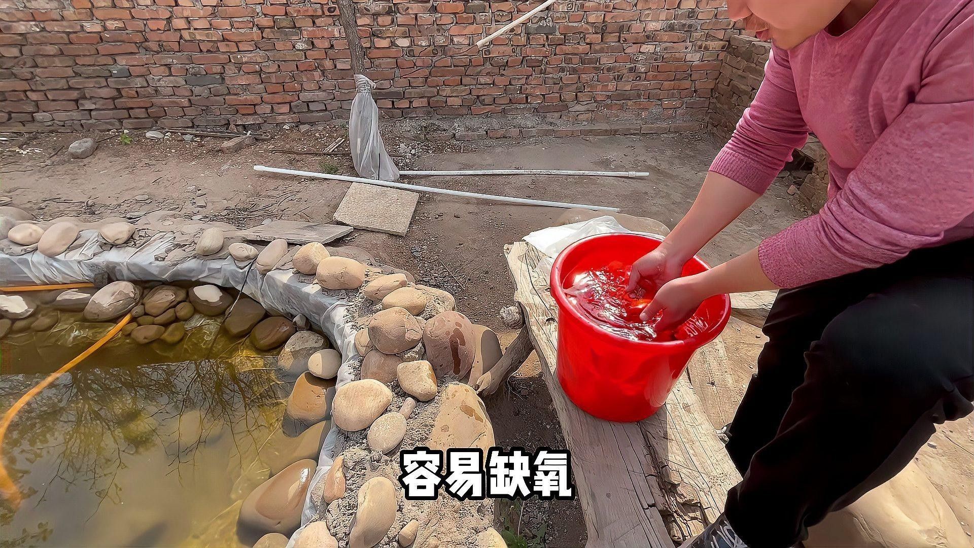 雷龍魚和錦鯉混養需要多久適應（雷龍魚與錦鯉混養的適應時間及注意事項）