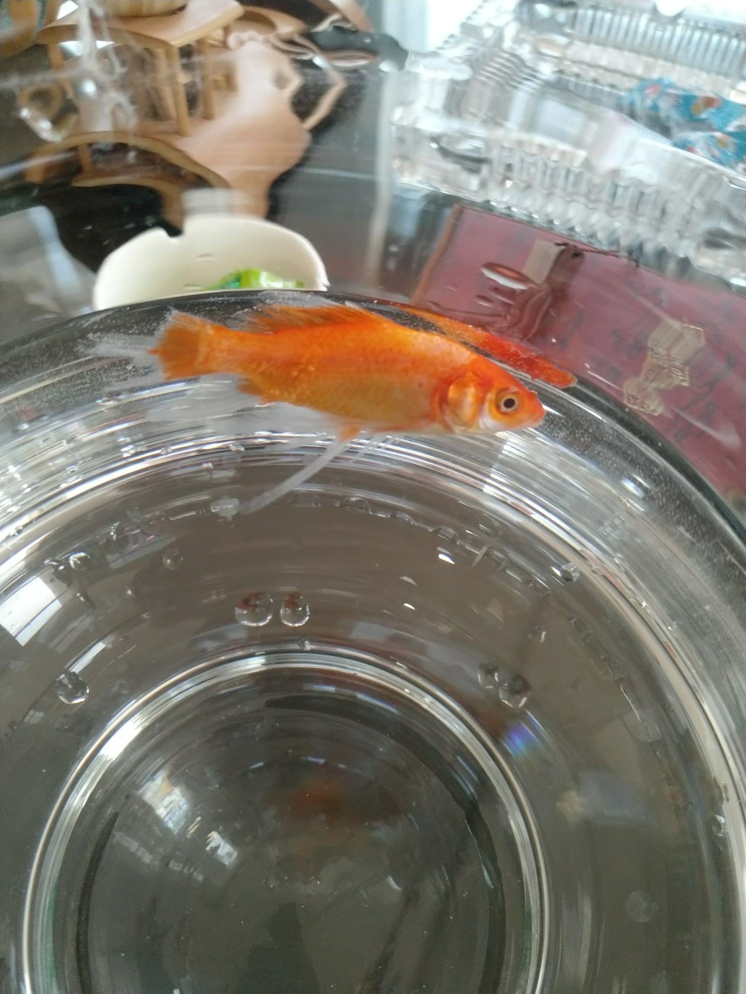 飼料金龍魚炒小金魚（新手養(yǎng)魚，舍不得死！）