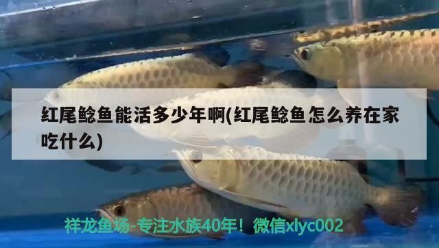紅尾鯰魚能活多少年啊(紅尾鯰魚怎么養(yǎng)在家吃什么)（紅尾鯰魚怎么養(yǎng)在家）