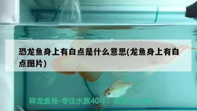 恐龍魚身上有白點是什么意思(龍魚身上有白點圖片)（六角恐龍身上有白是什么意思）