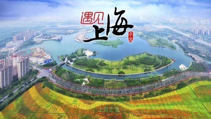 奉賢哪個水族館龍魚好？祥龍魚場龍魚（上海奉賢區(qū)哪個水族館的龍魚表現(xiàn)最為出色，奉賢區(qū)龍魚場） 奉賢哪個水族館龍魚好？祥龍魚場龍魚（上海奉賢區(qū)哪個水族館的龍魚表現(xiàn)最為出色，奉賢區(qū)龍魚場） 龍魚百科 第6張