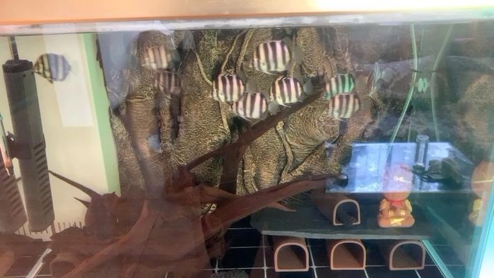 博爾塔拉蒙古自治州龍魚水族店：博樂市龍魚水族店