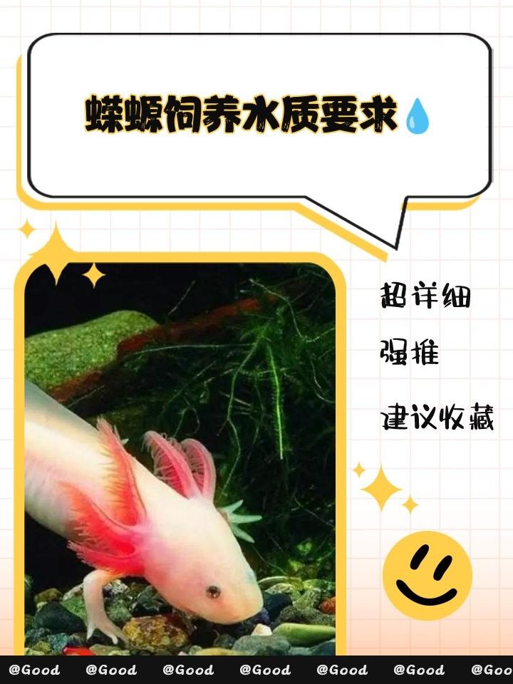 火龍蠑螈多久換一次水？（小火龍蠑螈怎么養佩特汪蠑螈怎么養） 火龍蠑螈多久換一次水？（小火龍蠑螈怎么養佩特汪蠑螈怎么養） 龍魚百科 第6張