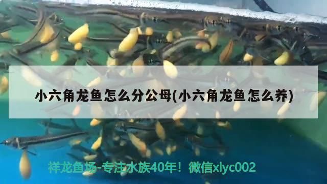 小六角龍魚怎么分公母(小六角龍魚怎么養)（六角龍怎么分公母）