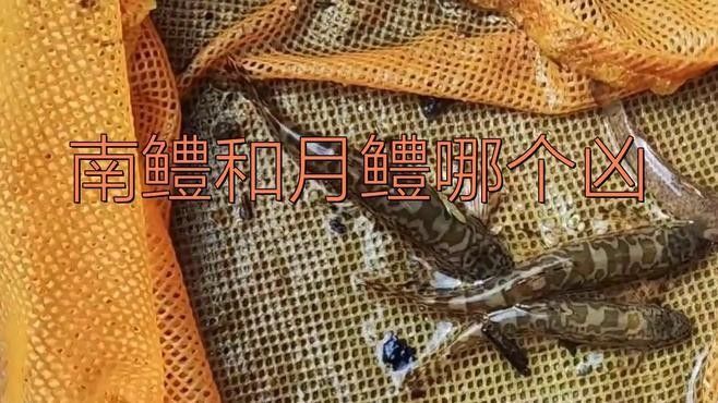 南鱧有哪些營養價值？（南鱧的營養價值是什么劉石平主任醫師三甲塘鱧魚的功效）