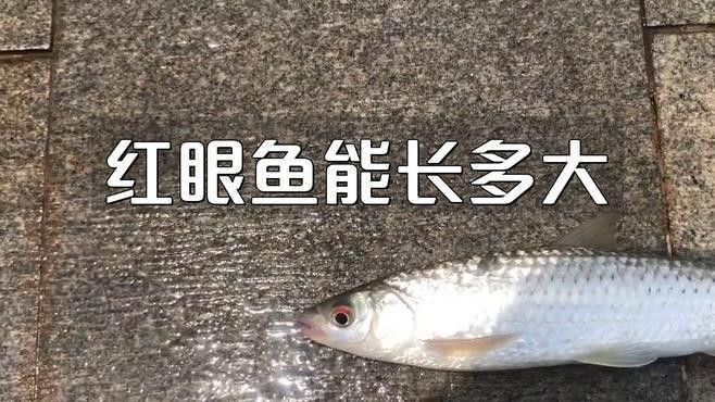 紅眼白化恐龍魚能長多大（六角恐龍的正確飼養(yǎng)姿勢）