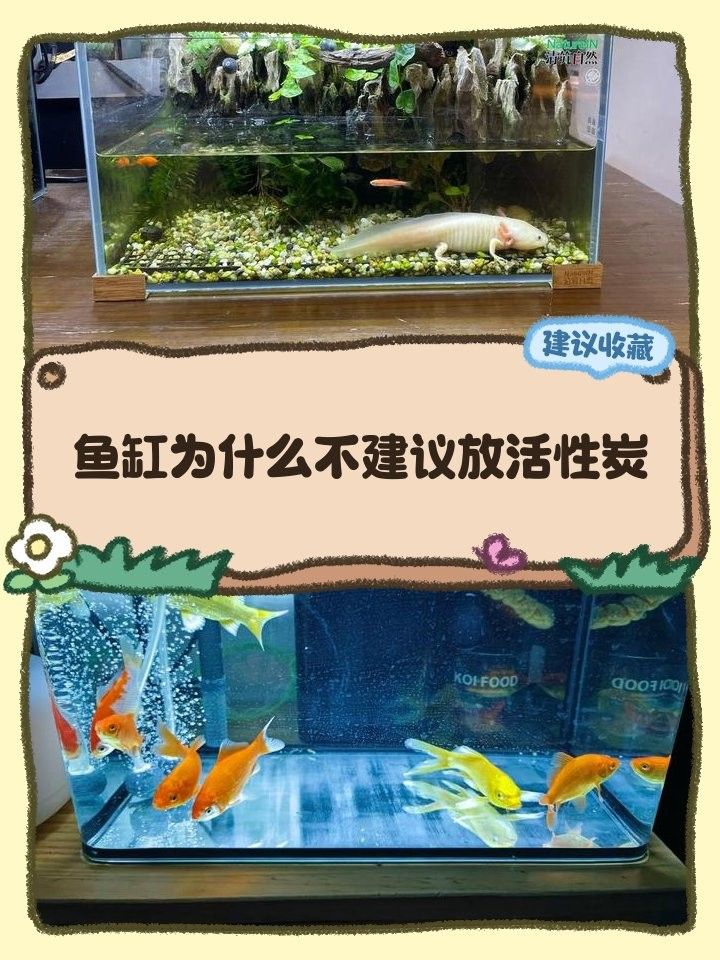龍魚底濾中活性炭多久換一次（魚底濾系統中的活性炭是過濾水質的關鍵部分）