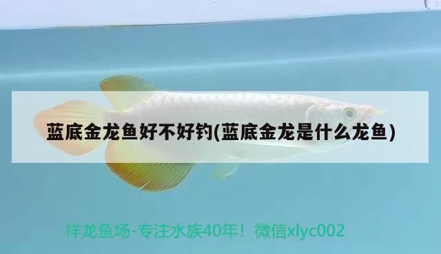 藍底金龍魚好不好釣(藍底金龍是什么龍魚)（藍底金龍魚好不好釣）