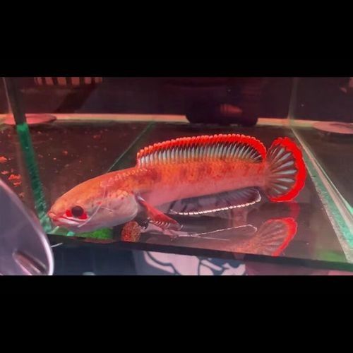 哪些平臺可以購買到雷龍魚（購買雷龍魚的主要平臺）